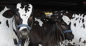 ACNB-Expoinel-Minas-2026-abre-o-calendario-de-exposicoes-Ouro-do-Ranking-Nacional-de-Nelore-foto-divulgacao-