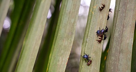  Em suas plantações, a Agropalma desenvolve um trabalho de controle biológico de pragas. - Divulgação (Agropalma)