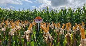  Tecnologia, genética e tratamento de sementes com Lumialza®, o híbrido B2701PWU auxilia no controle de nematóides e reforça o desempenho do sistema milho/soja