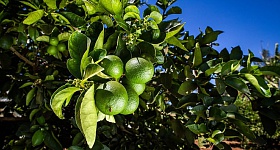 RainbowAgro-combinacao-chuva-altas-temperaturas-aumentam-riscos-citricultura-foto-divulgaca