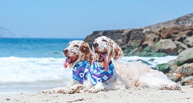  Calor e umidade favorecem a proliferação de parasitas como pulgas, carrapatos e mosquitos - Foto: Vitor Zanfagnini