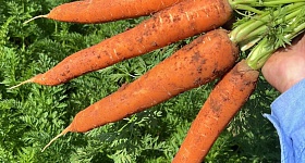     Cenoura de inverno Pandora F1, da TSV Sementes - Agristar do Brasil