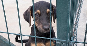     Especialistas explicam os direitos dos pets - Divulgação: Freepik