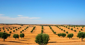 Árvores de sobreiro - crédito Turismo do Alentejo