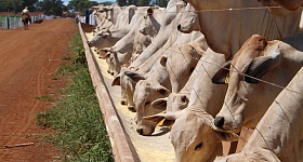 MCassab-bovinos-Voce-sabe-o-que-e-leitura-de-cocho-Pratica-que-ajuda-a-aumentar-a-eficiencia-produtiva-de-bovinos-de-corte-terminados-em-confinamento-foto-shutterstock