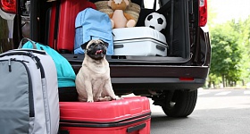 Viagem com pet - Divulgação