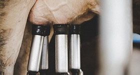 SYNTEC-GRANDES-MASTITE-CAUSA-PREJUIZO-PARA-OS-PRODUTORES - Crédito: Freepik