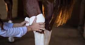 VETNIL-Feridas-em-equinos-foto-divulgacao