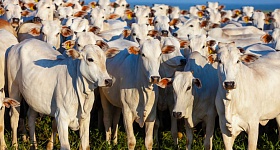 Divulgação SememBrás