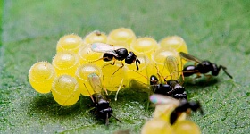Crédito: Divulgação