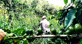 Mix de plantas de cobertura nas entrelinhas do café - Divulgação