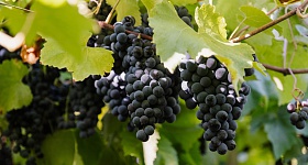 Na safra 2026, Vinícola Aurora colheu 93 milhões de quilos de uva - Créditos: Zéto Telöken