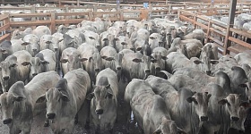 ACNB-2209-animais-foram-avaliados-na-ultima-etapa-do-Circuito-Nelore-de-Qualidade-em-2025-em-Campo-Grande-MS-foto-divulgacao