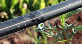 Crédito: Divulgação 