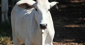 Crédito: Divulgação 