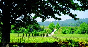 Região dos Vinhos Verdes, de Portugal, participa pela primeira vez - Divulgação