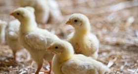 Crédito: Divulgação