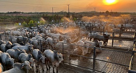 ACNB-Primeira-etapa-da-historia-do-Circuito-Nelore-de-Qualidade-no-Maranhao-avalia-mais-de-300-animais-foto-divulgacao