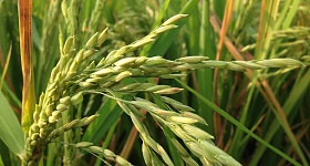 Crédito: Divulgação 