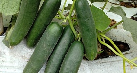 Pepino Robusto F1 - Agristar do Brasil