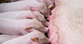 auster-cuidados-com-femeas-suinas-lactacao-impacto-arraçoamento-maternidade-foto-divulgacao-auster