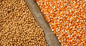 Sementeiras e Cooperativas preparam tabelas de preço distintas para produtores de grãos do MT - Divulgação