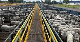 ACNB-Recorde-6550-animais-foram-avaliados-em-Mozarlandia-GO-na-maior-etapa-da-historia-do-Circuito-Nelore-de-Qualidade-foto-divulgacao