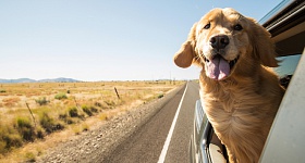 Crédito: Adobe Stock