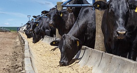  A nutrição de precisão é uma ferramenta estratégica para promover a produtividade e sustentabilidade na pecuária brasileira - Divulgação - De Heus