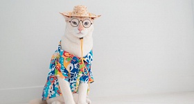 Crédito: Divulgação