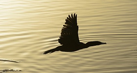 Crédito: Divulgação 