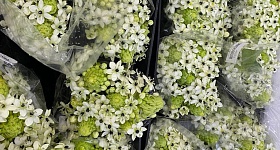 Ornithogalum é destaque nas decorações 2025 Divulgação