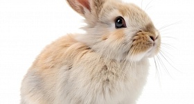  Crédito: Shutterstock