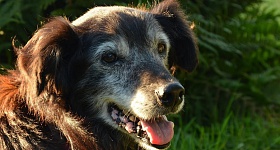 Crédito: Divulgação