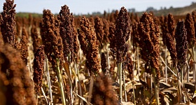 Divulgação Advanta