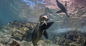 Leões Marinhos, Los Islotes, La Paz - Fabi Fregonesi