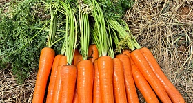 Cenoura Solar F1, da TSV Sementes - Agristar do Brasil
