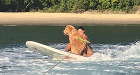  Golden Retriver Patola - Divulgação/Grupo Armatti & Fishing
