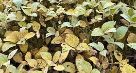 ferrugem da soja_2_crédito_José de Freitas