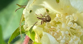  Foto: bicudo-do-algodoeiro