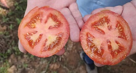 Tomate Taos, da TSV Sementes - Agristar do Brasil