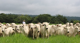 Estamos promovendo um ambiente em que a informação ganha valor coletivo e se transforma em resultados práticos, contribuindo para uma pecuária mais competitiva, sustentável e orientada por dados. - FreePik