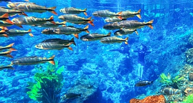  Nascente Azul - flutuação - Foto por divulgação Nascente Azul