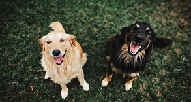  Temperaturas mais amenas e tempo seco aumentam condições favoráveis para infestações silenciosas e inflamações na pele de pets. - Reprodução - Pexels