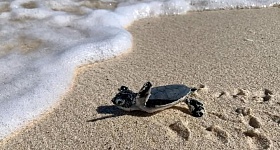  Crédito: Anguilla National Trust