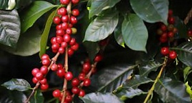 Crédito: Divulgação 