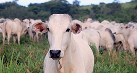 Juliana Amorim/Unsplash