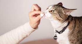  Na DrogaVET, o molnupiravir pode ser preparado em diferentes formas farmacêuticas, como biscoitos, pasta oral e suspensão oleosa em dosagens personalizadas e flavorizadas - Foto: Capuski