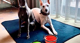 Lisboa Petfriendly - Melia Lisboa