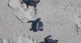 Divulgação | Instituto Argonauta